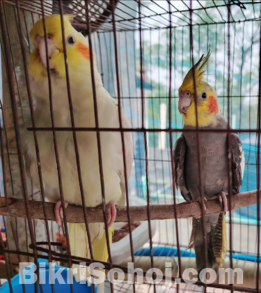 ককাটেলপাখি
